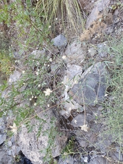 Bituminaria bituminosa