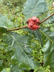 Andricus quercusstrobilanus