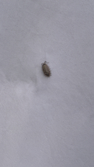 Porcellio spinicornis