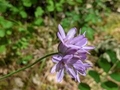 Dichelostemma congestum