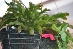 Schlumbergera