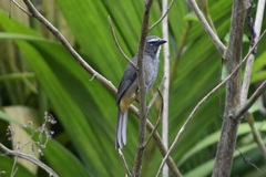 Saltator grandis
