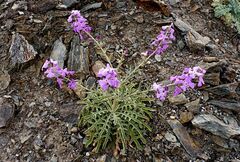 Matthiola sinuata