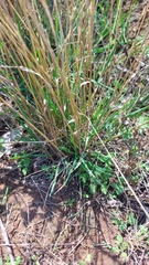 Festuca