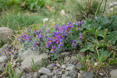 Linaria alpina