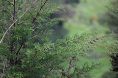 Cupressus lusitanica