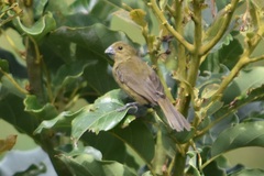 Sporophila corvina