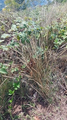 Festuca