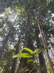 Quercus laurifolia
