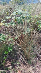 Festuca