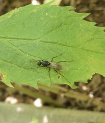 Camponotus