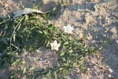 Convolvulus arvensis