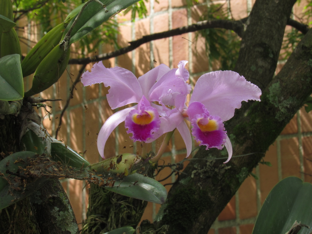 flor de Mayo (Flora de Risaralda) · iNaturalist