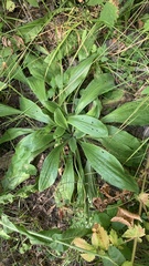 Plantago urvillei