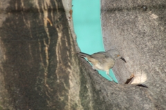 Toxostoma curvirostre
