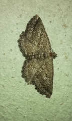 Rhoptria asperaria
