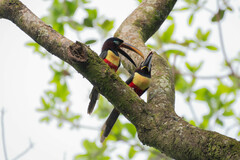 Pteroglossus castanotis