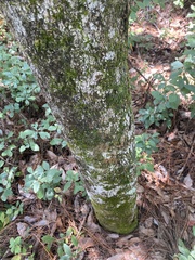 Quercus laurifolia