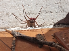 Acanthophrynus coronatus