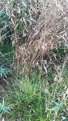Deschampsia cespitosa