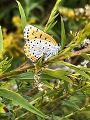 Tharsalea hyllus
