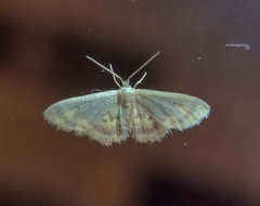 Idaea scintillularia