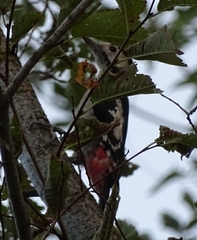 Dendrocopos syriacus