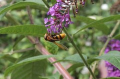 Volucella zonaria