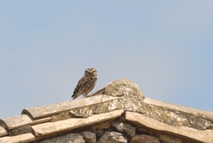 Athene noctua