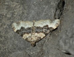 Epirrhoe galiata