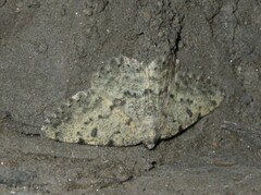 Charissa glaucinaria