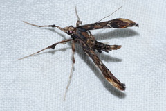 Lineodes