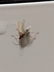 Camponotus inaequalis