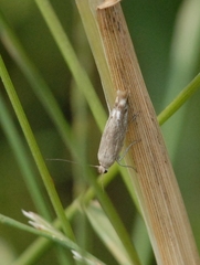 Scythris inertella