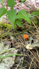 Hygrocybe cantharellus
