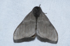 Bombycoidea