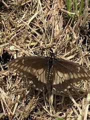 Papilio polyxenes americus