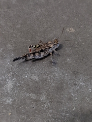 Spharagemon cristatum