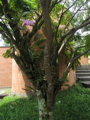 Cenostigma pluviosum
