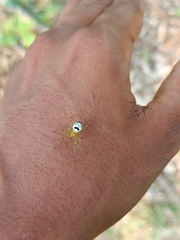 Bijoaraneus mitificus