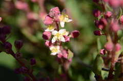 Tetragonia fruticosa
