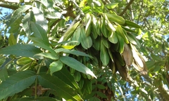Fraxinus angustifolia