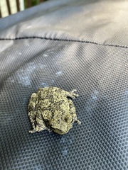 Hyla