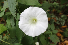 Calystegia silvatica