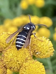 Vespula consobrina