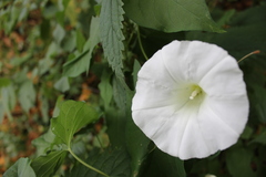 Calystegia silvatica