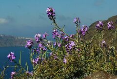 Matthiola sinuata