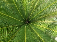 Dioon