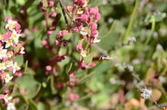 Tetragonia fruticosa