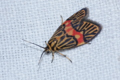 Prepiella strigivenia